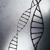 Genetic Risks for Eating Disorders, Alcoholism May Be Connected