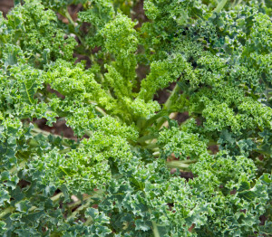 Organic green kale