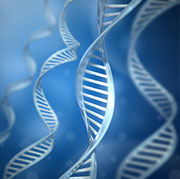 New Gene 'Atlas' Maps Human DNA Activity