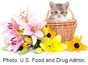 Easter Lilies Toxic for Cats, FDA Warns