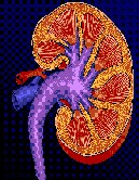 People With Kidney Disease Show Higher Cancer Risk in Study