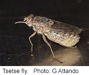 Genetic Code of Tsetse Fly May Help Fight Sleeping Sickness