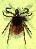 Tick Exposure Can Occur in a Minute in Infested Areas