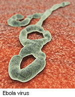 Gene Research Yields Insights Into Ebola Virus