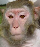 Drug for Ebola-Like Virus Shows Promise in Monkeys