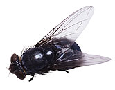 Lowly House Fly's Gene Map Causes Buzz