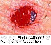 Bedbugs Could Be Potential New Source of Tropical Disease in U.S.