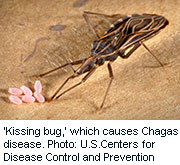 'Kissing Bug' Now Spreading Tropical Disease in U.S.
