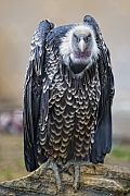 Study Uncovers Vultures' Gastronomical Secrets