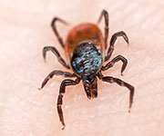 In Northeast, Weather Changes May Mean More Ticks, Earlier