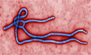 Experimental Ebola Vaccine Appears Successful in At Least One Case