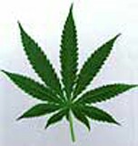 Medical Marijuana May Pose Risk to Teens, Study Suggests