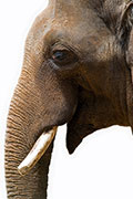 Elephants' Cancer-Crushing Secrets May Someday Help People