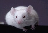 In Mice, Diabetes Drug Metformin Tied to Longer, Healthier Lives