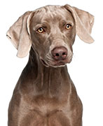 Birth Defect Discovery in Weimaraners Might Help Humans