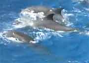 Dolphins Remember for Decades, Study Finds