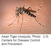 Asian Tiger Mosquito Could Spread U.S. Disease