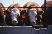 Could E. Coli Vaccine for Cows Cut Human Infections?