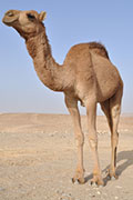 Deadly MERS Virus Detected in Camels