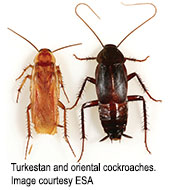 Faster-Breeding Cockroach Taking Over in Southwestern U.S.