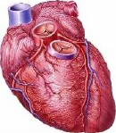 Stem Cells May Rejuvenate Failing Hearts, Study Suggests