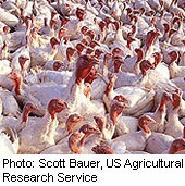 Current Bird Flu Has Pandemic Potential