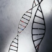 Rare Gene Mutations May Help Shield the Heart