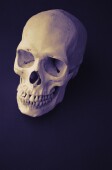Did Violence Shape Evolution of the Human Face?