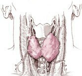 Thyroid Problem Can Lead to Sick Leaves From Work, Study Finds