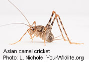 Asian Camel Crickets Find a Home in U.S., Study Finds
