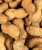 Controlled Exposure to Peanuts at Early Age Shows Promise as Allergy Treatment