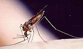 As Mosquito-Borne Illnesses Threaten U.S., Less Money Spent Fighting Them