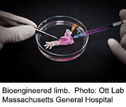 Scientists Bioengineer First Artificial Animal Limb
