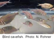 Fat Cavefish Give Clues to Obesity in People: Study