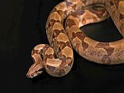 Boa Constrictors Kill by Constricting Blood Flow: Study