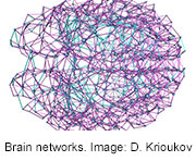 Human Brain Has Nearly Ideal Network of Connections, Research Shows