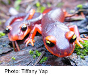 Foreign Fungus Threatens U.S. Salamanders: Study