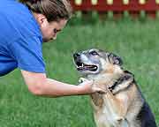 Dog Owners Help Scientists Get Inside Pooches' Minds